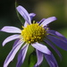 Aster indicus - Photo no rights reserved, uploaded by 葉子