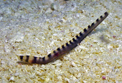 Gymnothorax enigmaticus