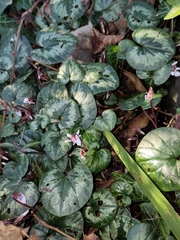 Cyclamen coum