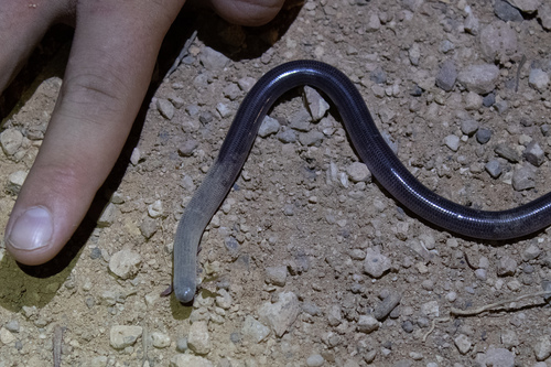 Photo of a Dark-spined Blind Snake (Anilios bicolor)