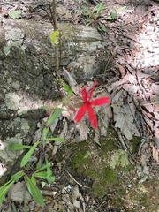 Silene virginica