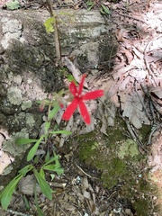Silene virginica