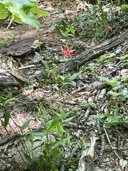 Silene virginica
