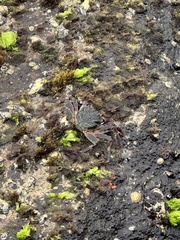 Grapsus albolineatus