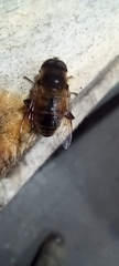 Eristalis tenax