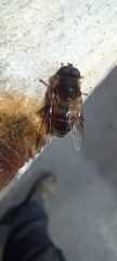 Eristalis tenax