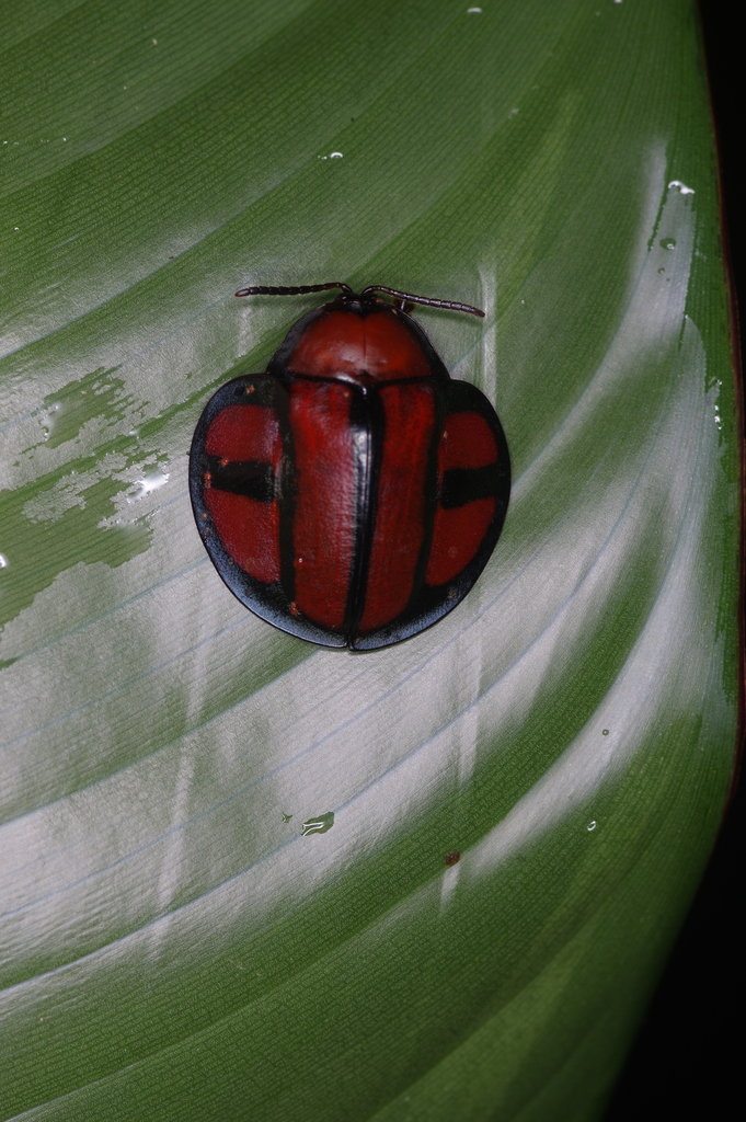 Omaspides clathrata