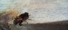 Eristalis tenax