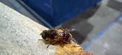Eristalis tenax