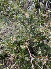 Gaultheria appressa
