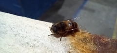 Eristalis tenax