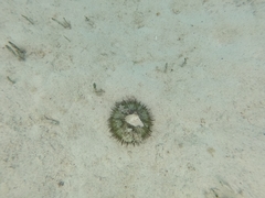 Euechinoidea