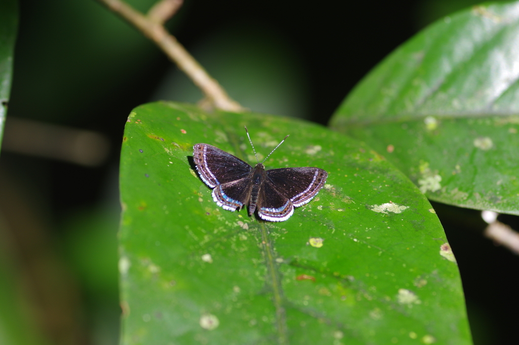 Cleonus Metalmark
