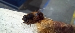 Eristalis tenax