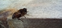 Eristalis tenax