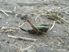 Metrioptera brachyptera
