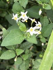 Solanum nigrum