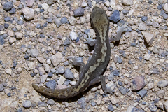 Diplodactylus calcicolus