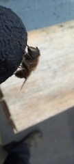 Eristalis tenax
