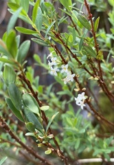 Pimelea axiflora alpina