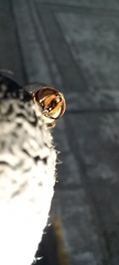 Eristalis tenax