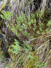 Pimelea axiflora alpina