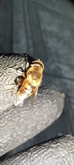 Eristalis tenax
