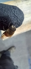 Eristalis tenax