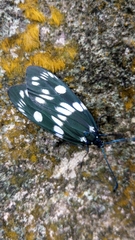 Eterusia aedea formosana