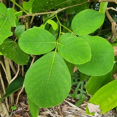 Dendrolobium umbellatum