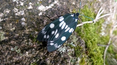 Eterusia aedea formosana