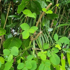 Dendrolobium umbellatum