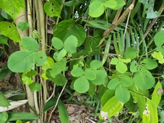 Dendrolobium umbellatum