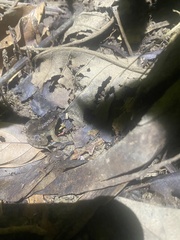 Occidozyga martensii