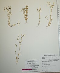 Cerastium brachypodum