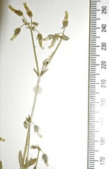 Cerastium brachypodum