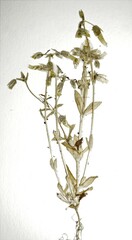 Cerastium brachypodum