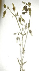 Cerastium brachypodum