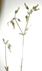 Cerastium brachypodum