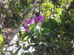 Fridericia