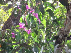 Fridericia
