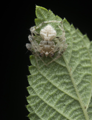 Eriovixia