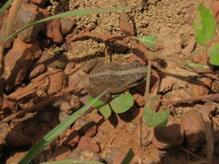 Leptodactylus fuscus
