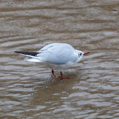 Chroicocephalus ridibundus