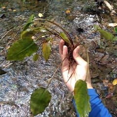 Cryptocoryne cordata