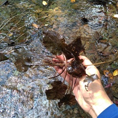 Cryptocoryne cordata