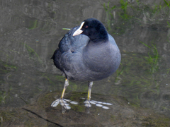 Fulica atra