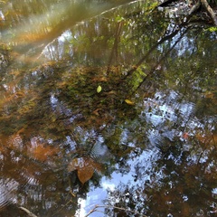 Cryptocoryne cordata