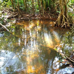 Cryptocoryne cordata