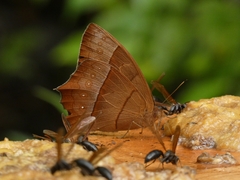 Taygetis rufomarginata